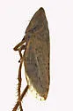 Planaphrodes bifasciata - photo 3