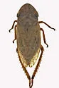 Planaphrodes bifasciata - photo 4