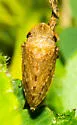 Planaphrodes bifasciata - photo 5