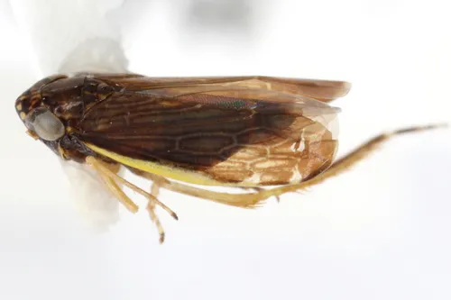 Planicephalus flavicosta