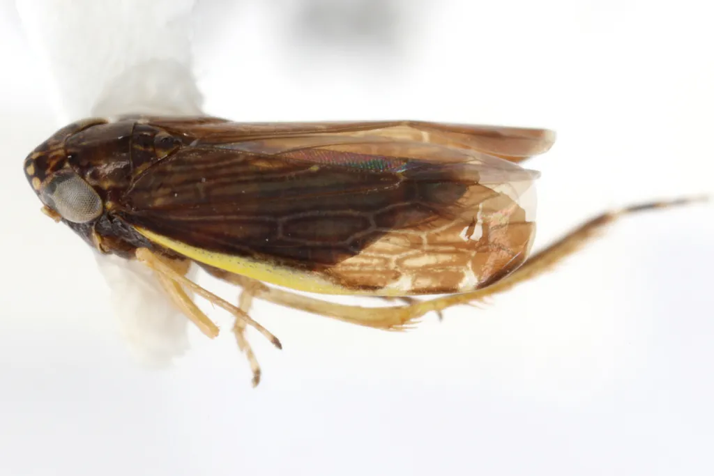 Planicephalus flavicosta - photo 2