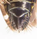 Planicephalus flavocostatus - photo 2