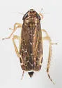 Planicephalus flavocostatus - photo 3