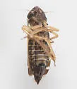 Planicephalus flavocostatus - photo 4