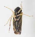 Planicephalus flavocostatus - photo 5