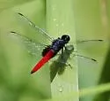 Mexican Scarlet-tail
