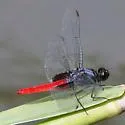 Mexican Scarlet-tail - photo 2