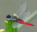 Mexican Scarlet-tail - photo 3