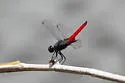Mexican Scarlet-tail - photo 4