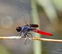 Mexican Scarlet-tail - photo 5