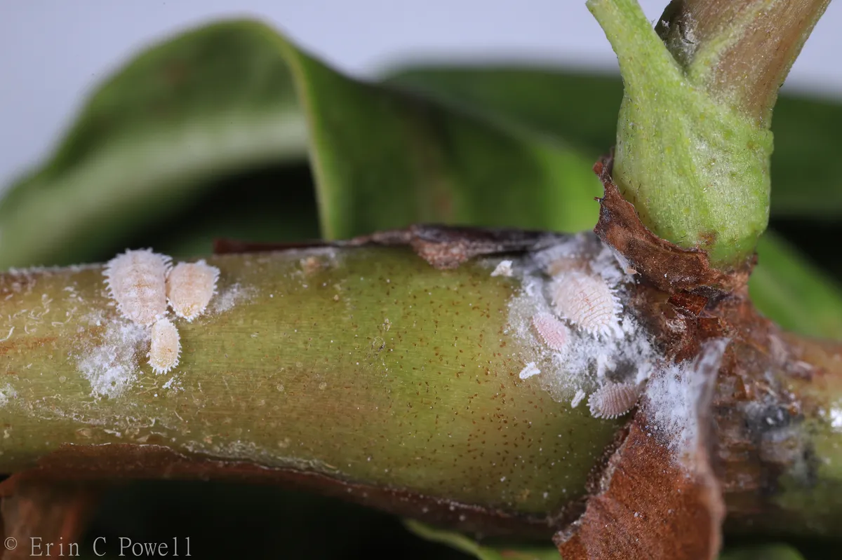 Citrus Mealybug