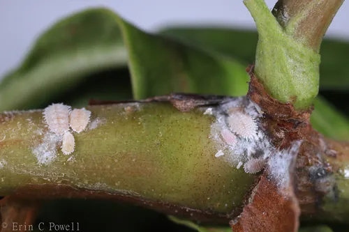 Citrus Mealybug - photo 2