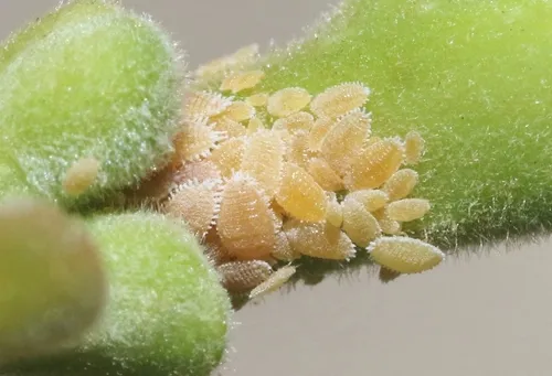 vine mealybug