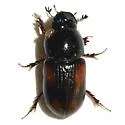Planolinellus vittatus - Planolinellus vittatus