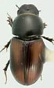 Planolinellus vittatus - photo 2