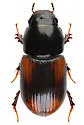 Planolinellus vittatus - photo 3