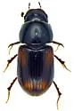 Planolinellus vittatus - photo 4