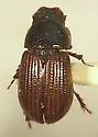 Planolinoides neotomae