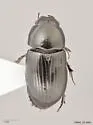 Planolinoides pectoralis