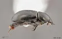 Planolinoides pectoralis - photo 2