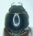 Planolinus tenellus - photo 5