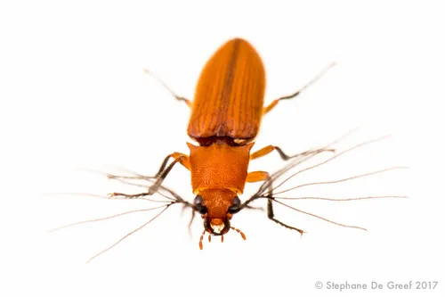 Plastoceridae - Plastoceridae