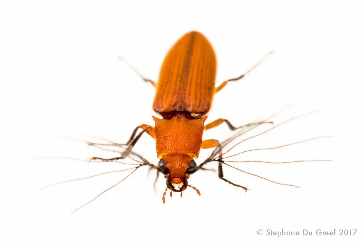 Plastoceridae - photo 3