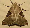 Plataea blanchardaria - Hodges#6921.1