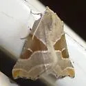 Plataea blanchardaria - Hodges#6921.1 - photo 2