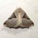 Plataea blanchardaria - Hodges#6921.1 - photo 3
