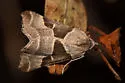 Plataea blanchardaria - Hodges#6921.1 - photo 4