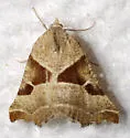 Plataea blanchardaria - Hodges#6921.1 - photo 5