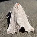 Plataea calcaria - Hodges#6921