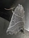 Plataea calcaria - Hodges#6921 - photo 4