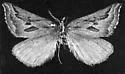 Plataea californiaria - Hodges#6924