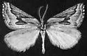Plataea californiaria - Hodges#6924 - photo 2