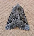 Plataea diva - Hodges#6925 - photo 4