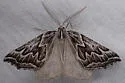 Plataea personaria - Hodges#6922