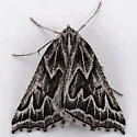 Plataea personaria - Hodges#6922 - photo 2