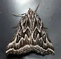 Plataea personaria - Hodges#6922 - photo 3