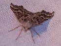 Plataea personaria - Hodges#6922 - photo 4