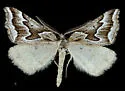 Plataea personaria - Hodges#6922 - photo 5