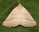 Plataea polychroma - Hodges#6921.2