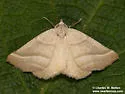 Plataea polychroma - Hodges#6921.2 - photo 2