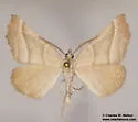 Plataea polychroma - Hodges#6921.2 - photo 3