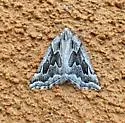 Plataea ursaria - Hodges#6923