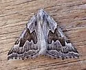 Plataea ursaria - Hodges#6923 - photo 2