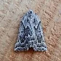 Plataea ursaria - Hodges#6923 - photo 3