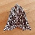 Plataea ursaria - Hodges#6923 - photo 4