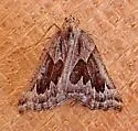Plataea ursaria - Hodges#6923 - photo 5